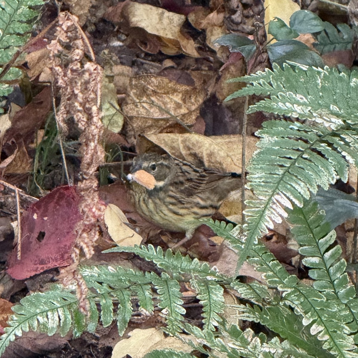 Masked Bunting - ML647129980