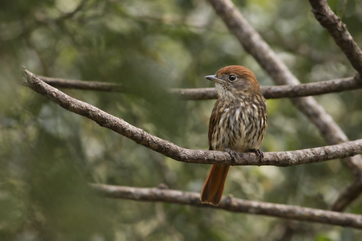Blue-billed Black-Tyrant - ML647129987