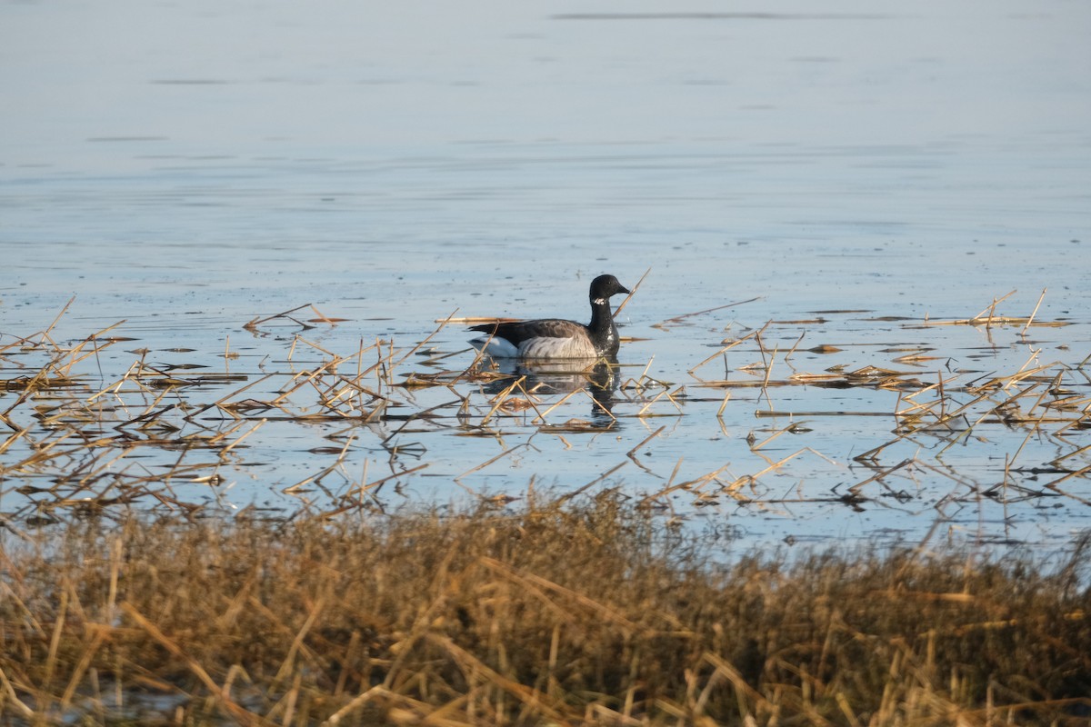 Brant - ML647129994