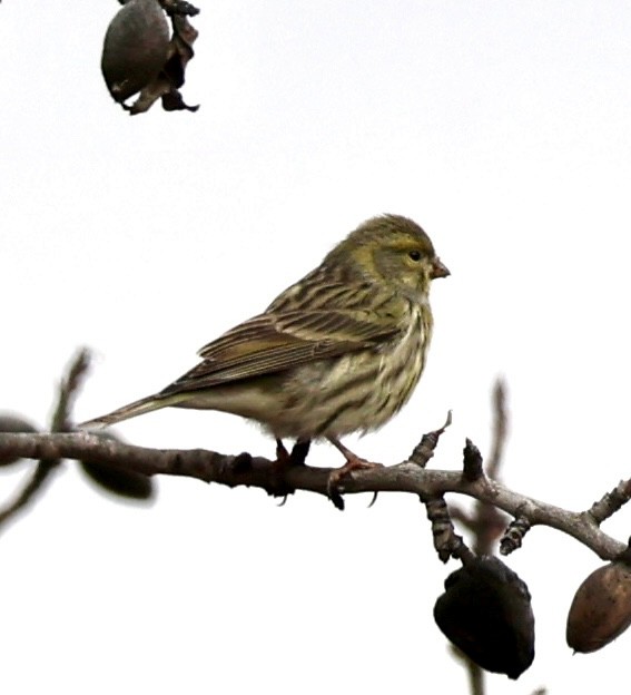 Girlitz - ML647129997