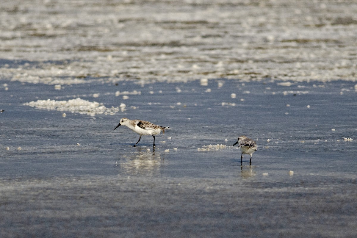 Sanderling - ML647130005
