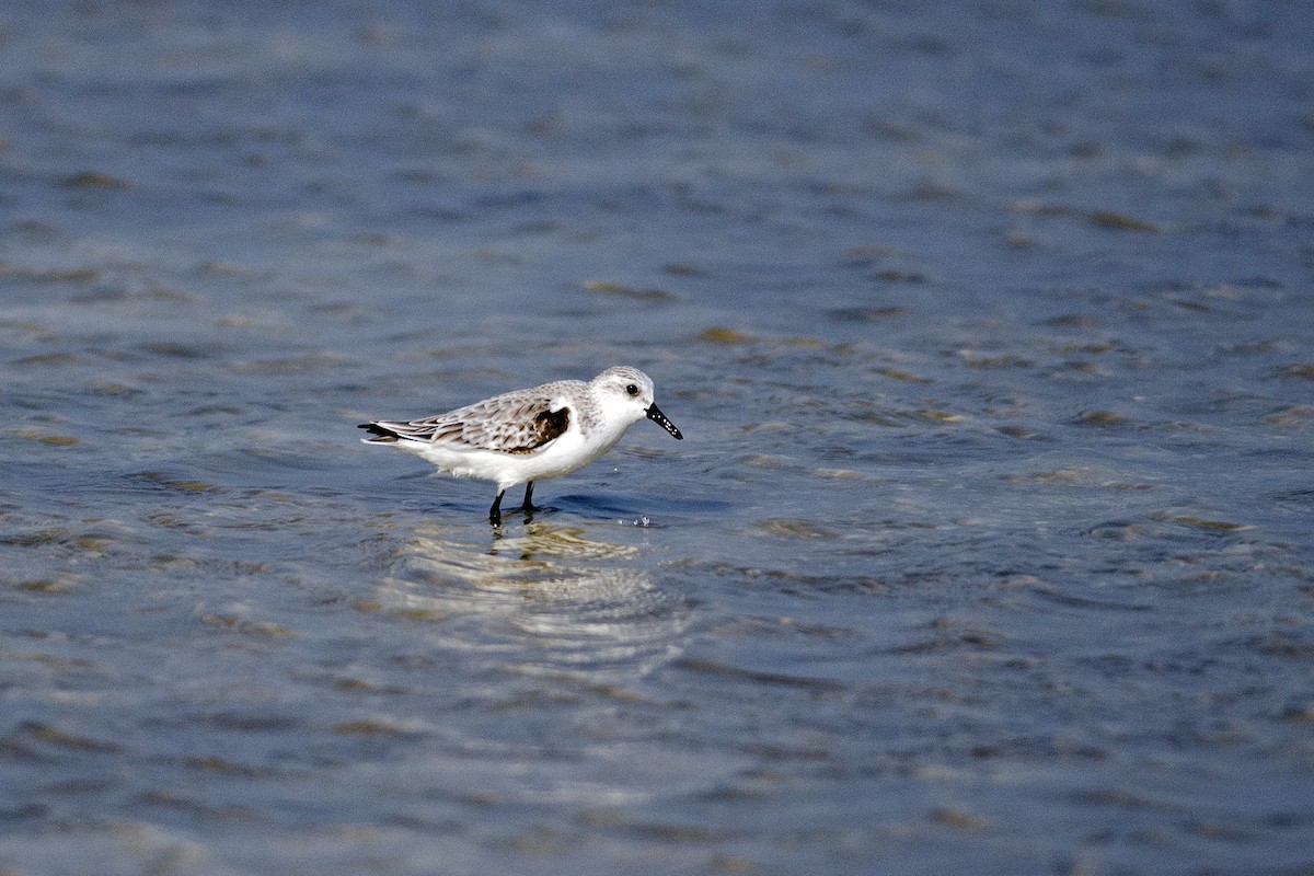Sanderling - ML647130006