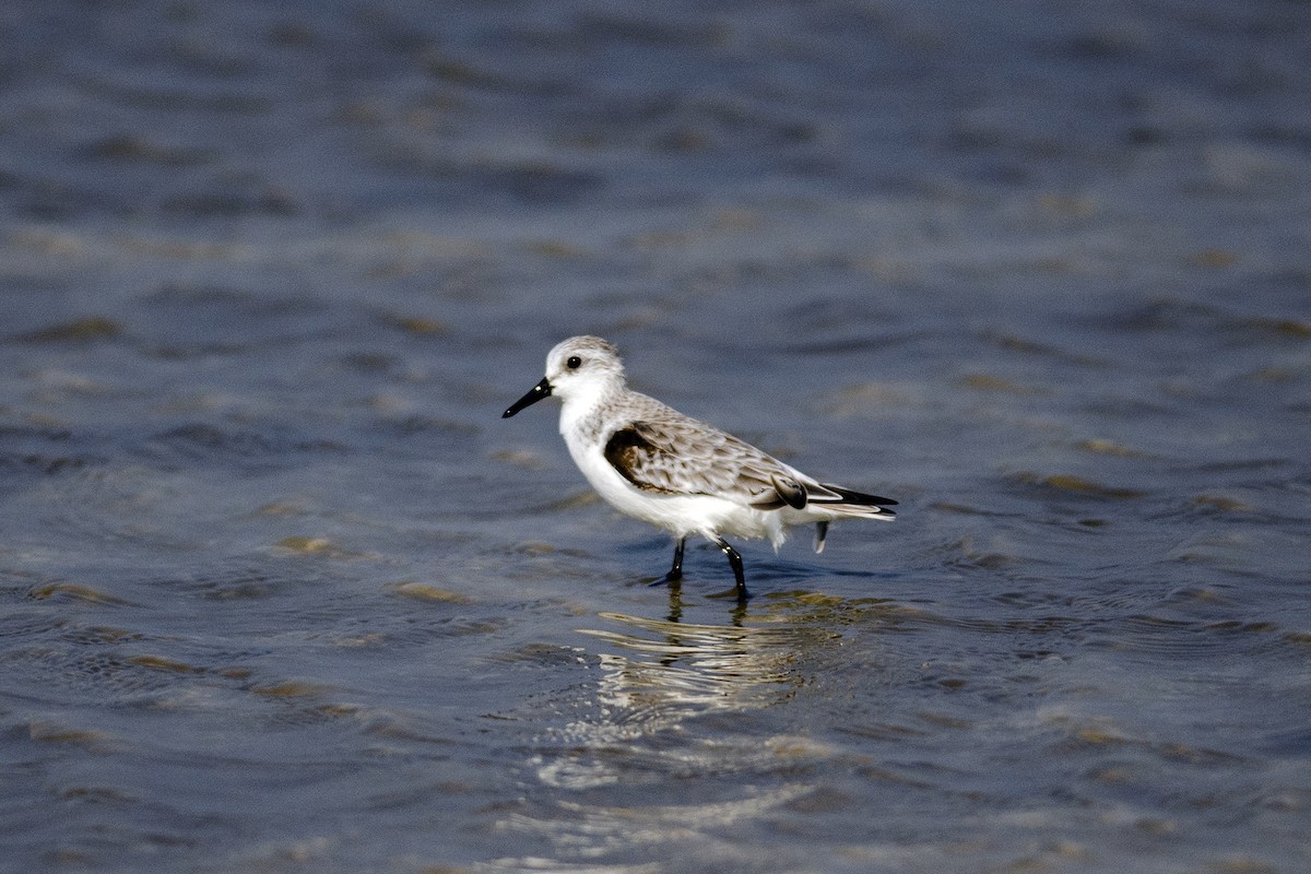 Sanderling - ML647130008