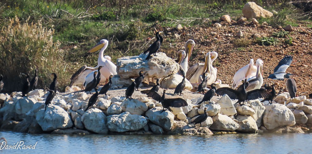 Kormoran - ML647130016