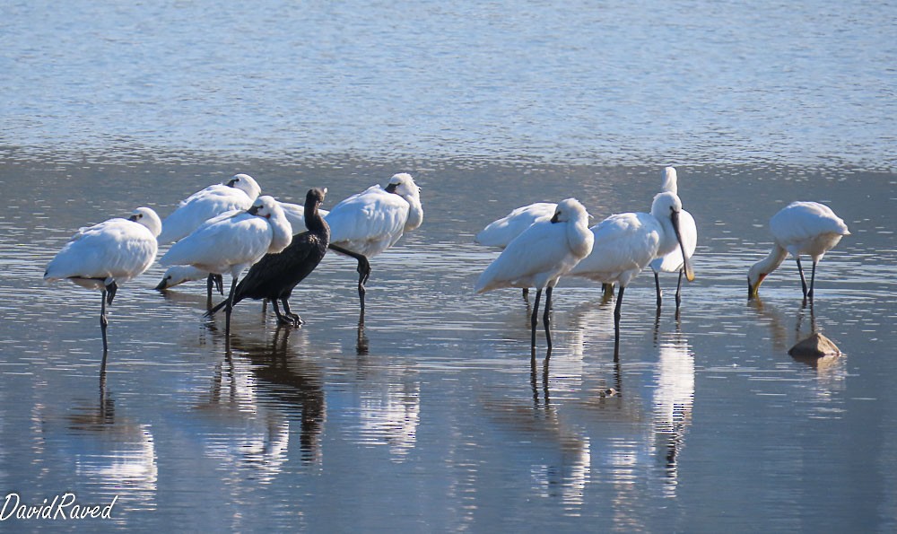 Kormoran - ML647130021