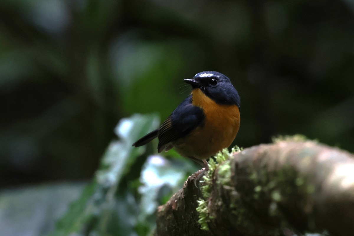 aurorafluesnapper - ML647130022