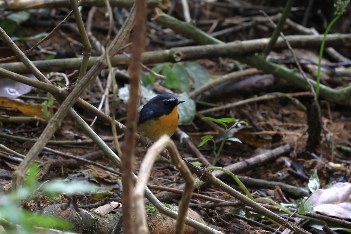 aurorafluesnapper - ML647130023