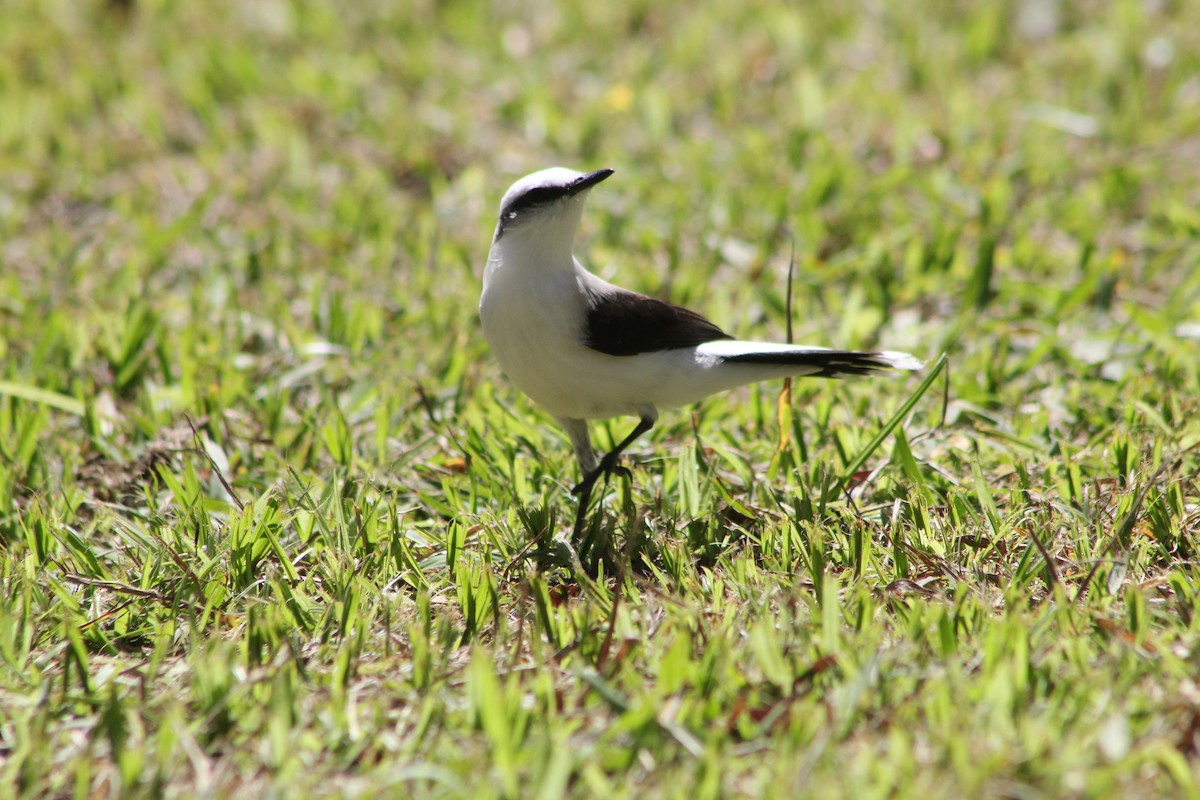 Masked Water-Tyrant - ML647130026