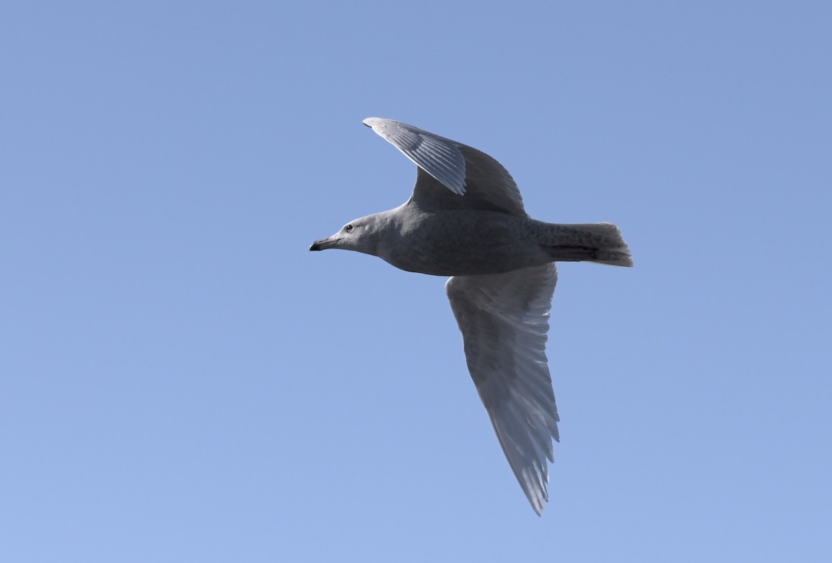 Бургомистр - ML647130054