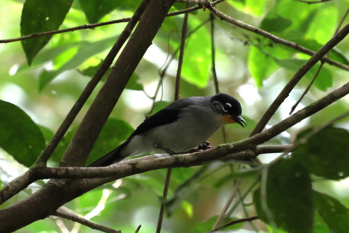 Garrulaxe de Desgodins - ML647130068