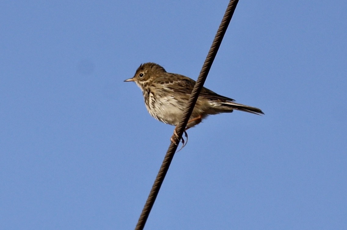 Bisbita Pratense - ML647130074