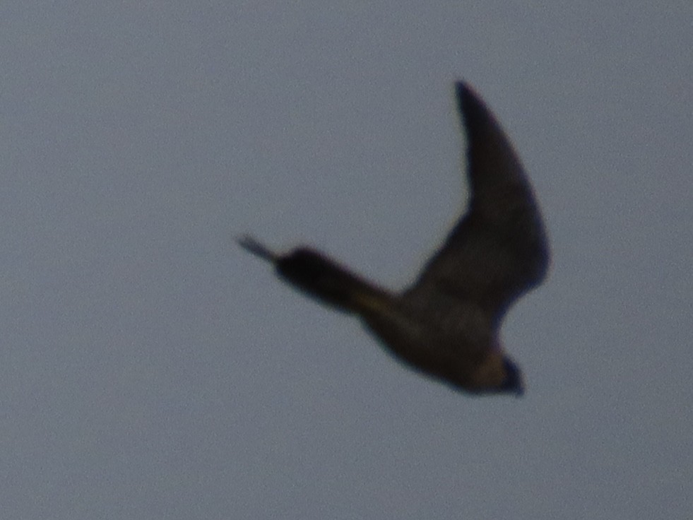 Peregrine Falcon - ML647130079