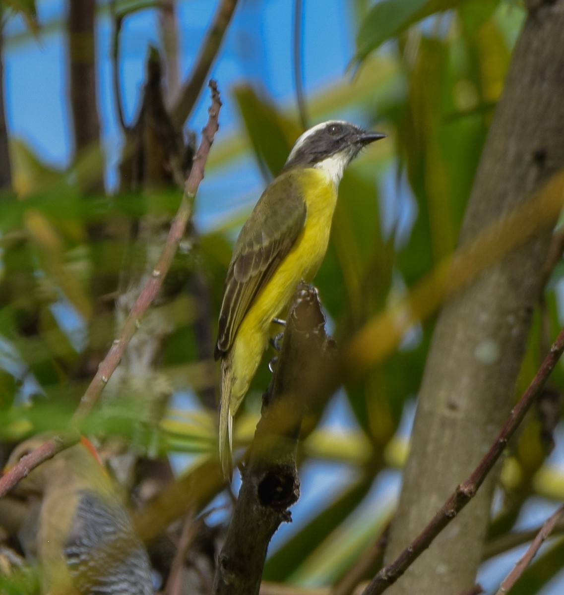 Social Flycatcher - ML647130080