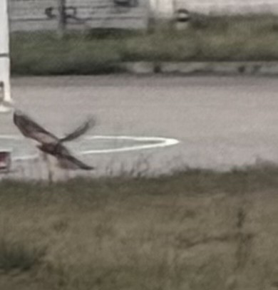 poštolka obecná - ML647130094