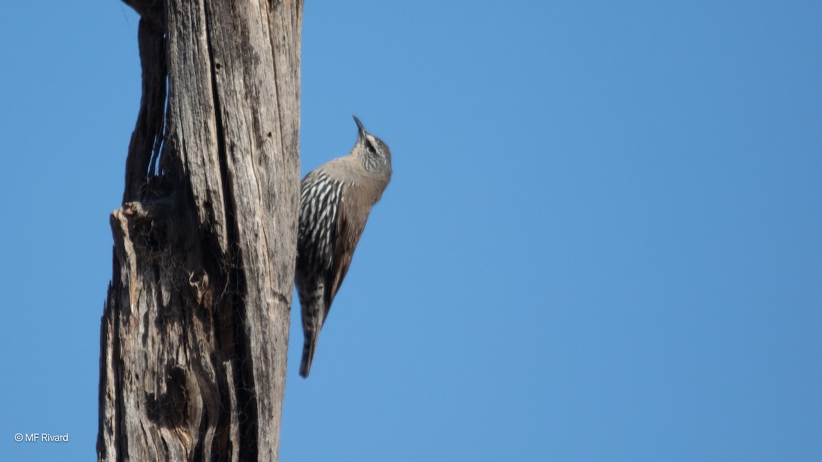 lezčík proužkobřichý - ML647130097