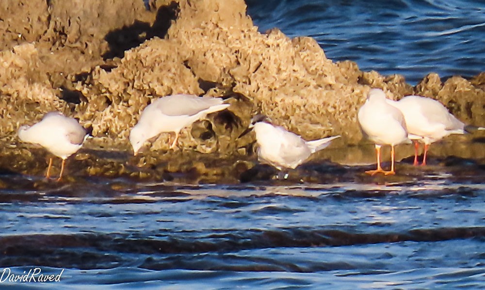 Морской голубок - ML647130103