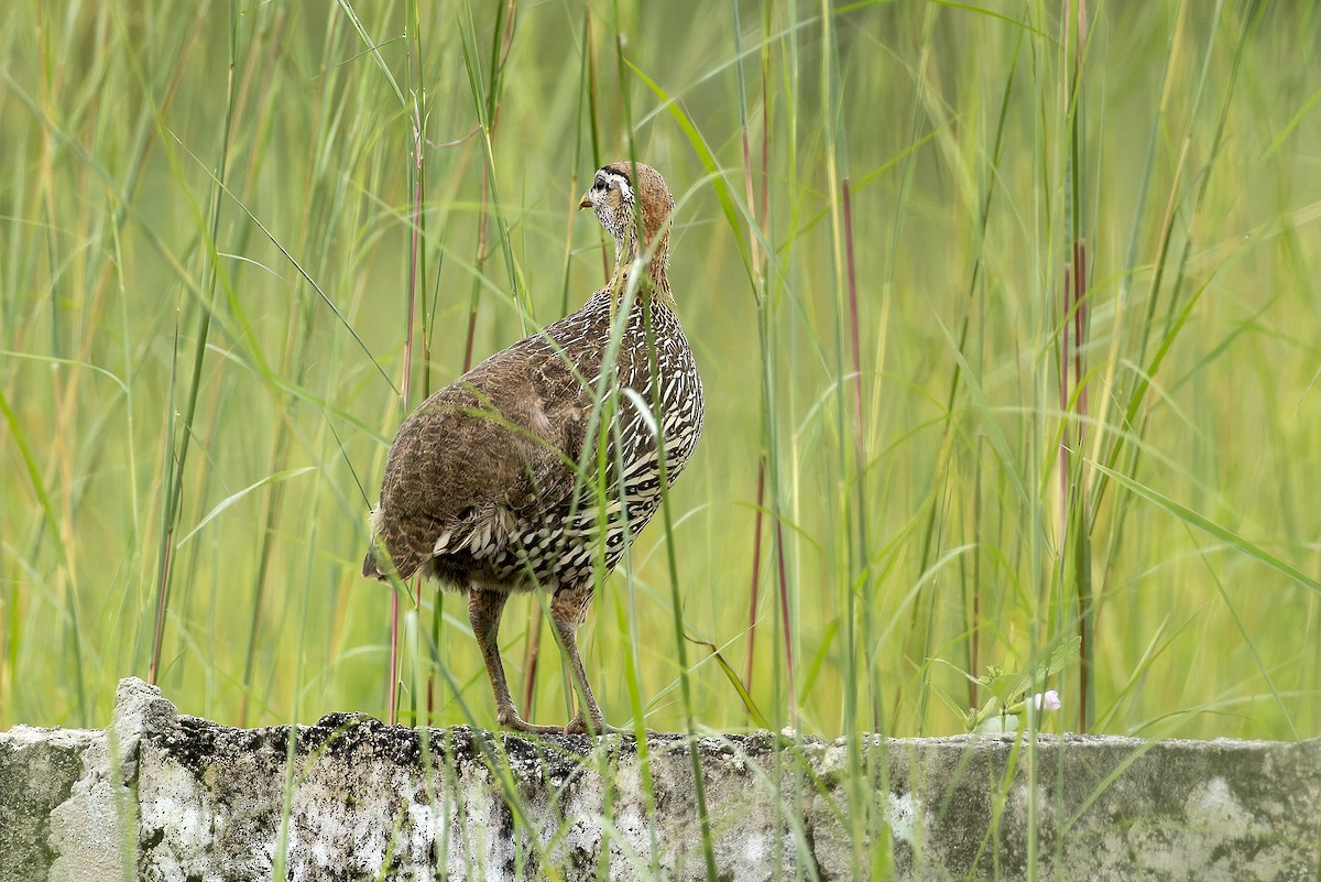 Stone Partridge - ML647130104