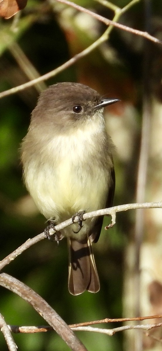 Eastern Phoebe - ML647130108