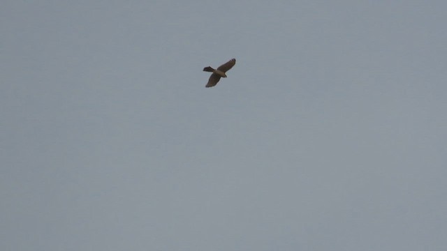 Eurasian Sparrowhawk - ML647130109