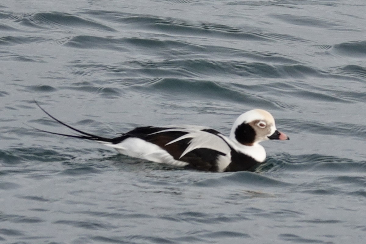 Eisente - ML647130113