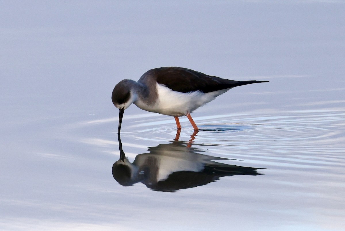 高蹺鴴 - ML647130117