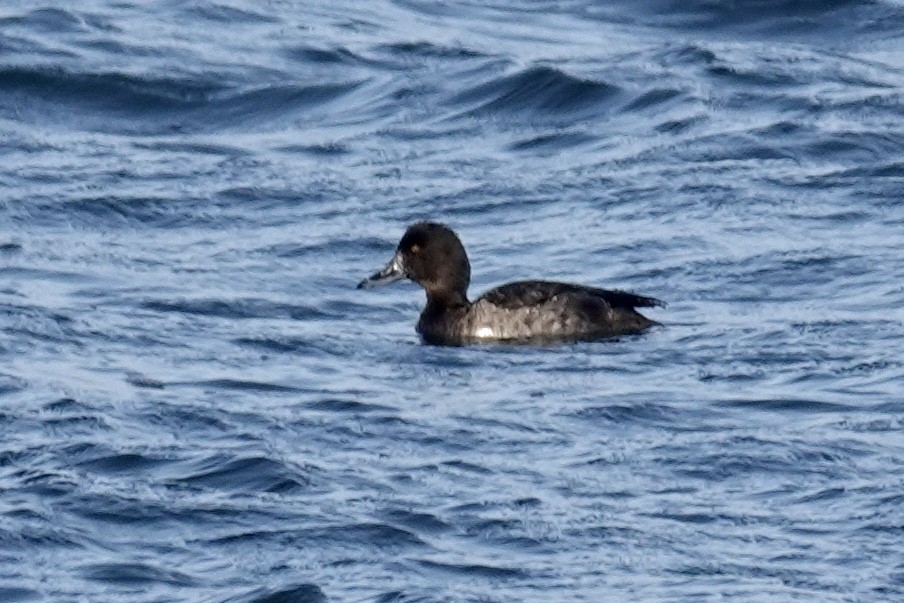 Tufted Duck - ML647130123