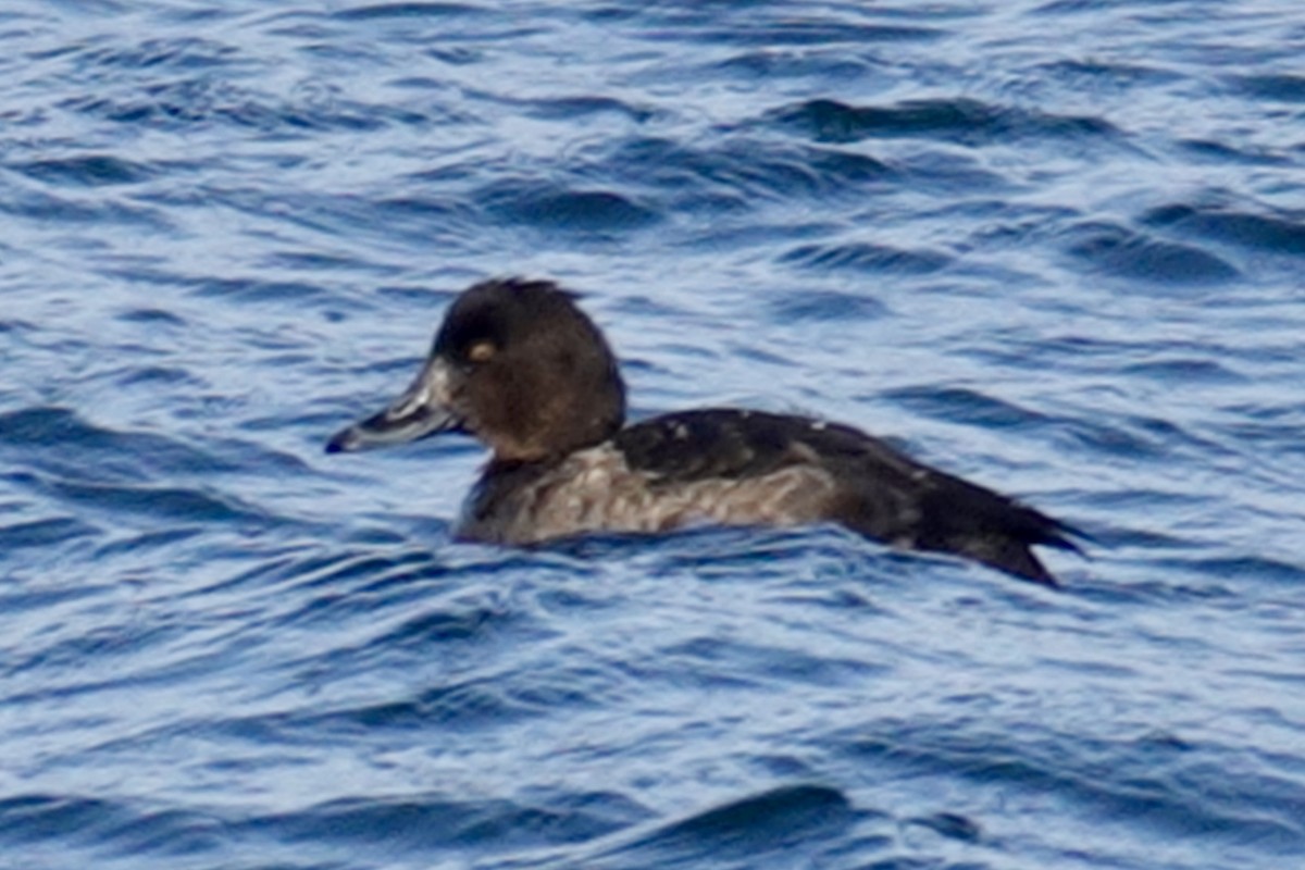 Tufted Duck - ML647130124