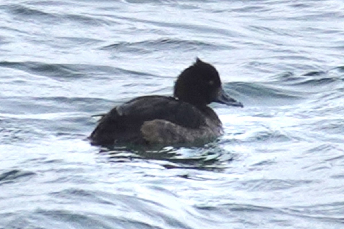 Tufted Duck - ML647130125