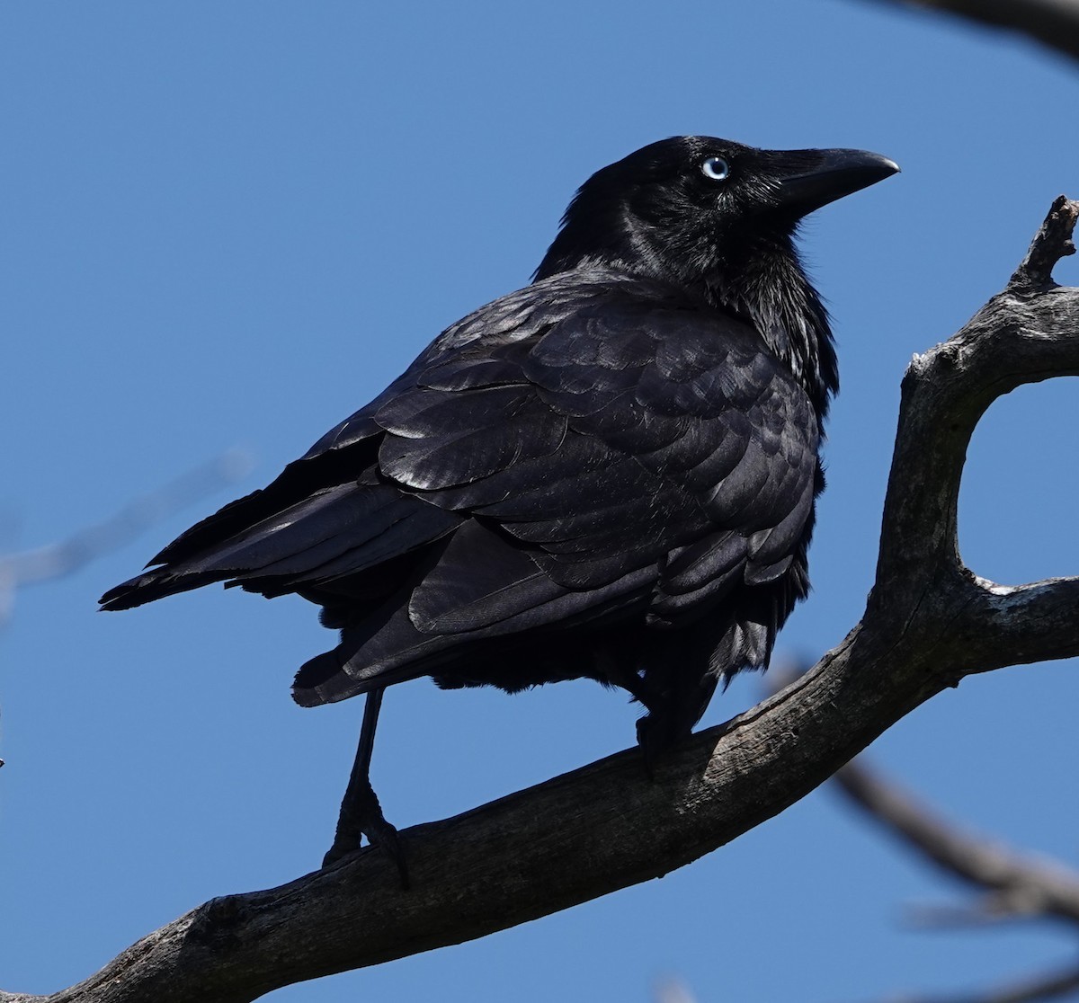 Australian Raven - ML647130130