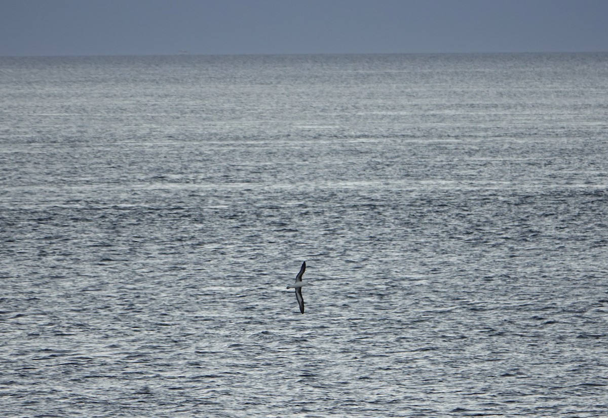 Black-browed Albatross - ML647130140
