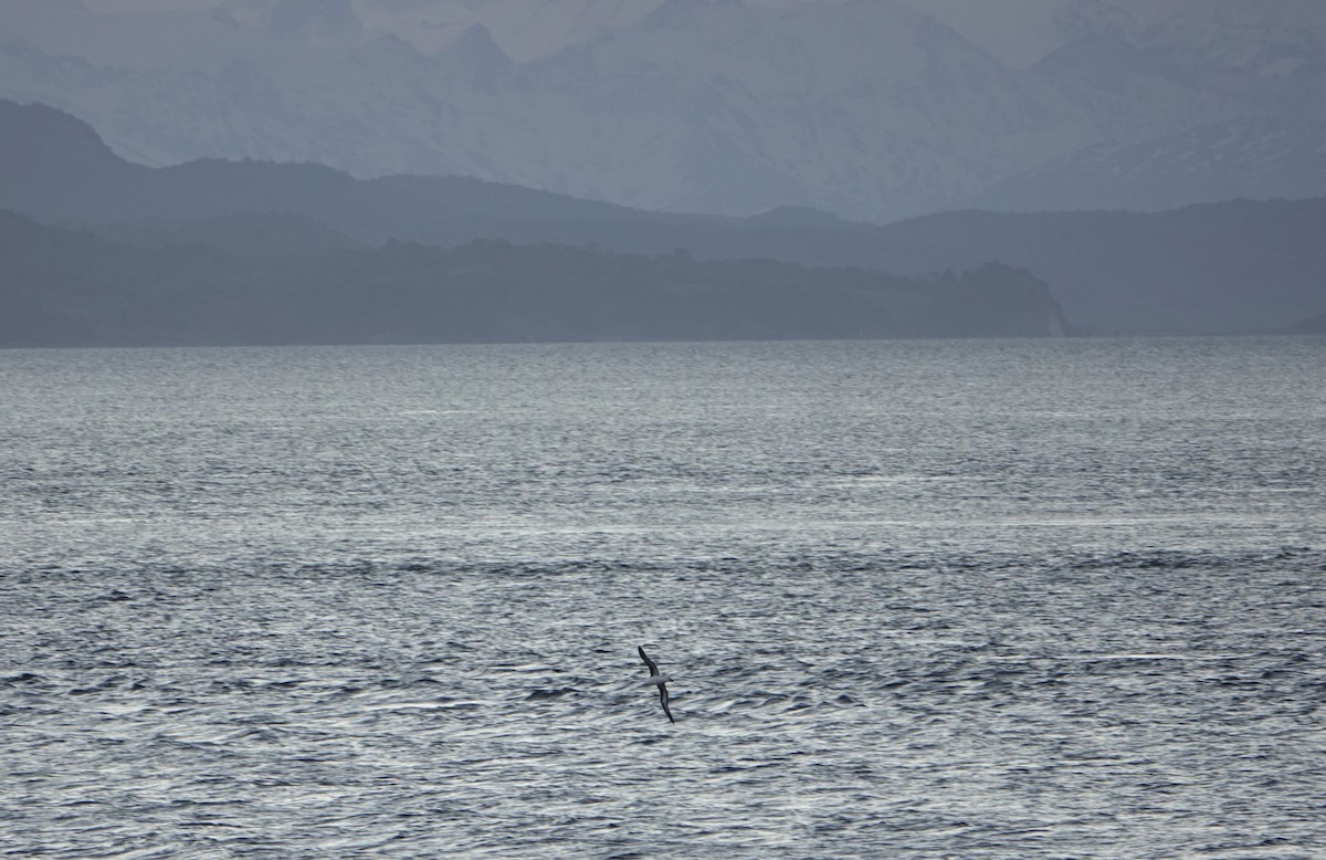 Black-browed Albatross - ML647130141