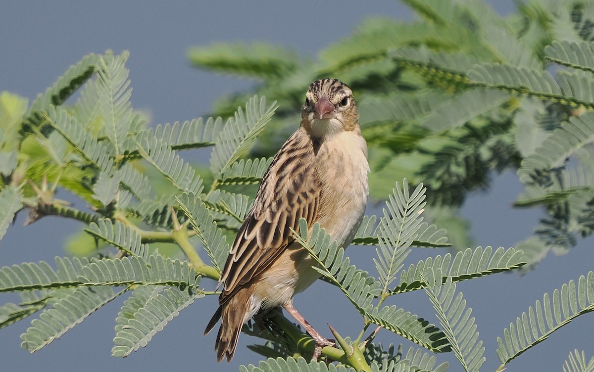 Northern Red Bishop - ML647130145