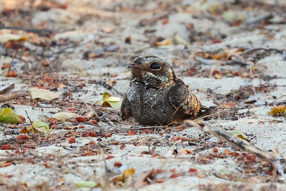 Madagascar Nightjar - ML647130148