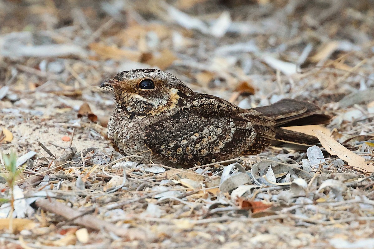 Madagascar Nightjar - ML647130149