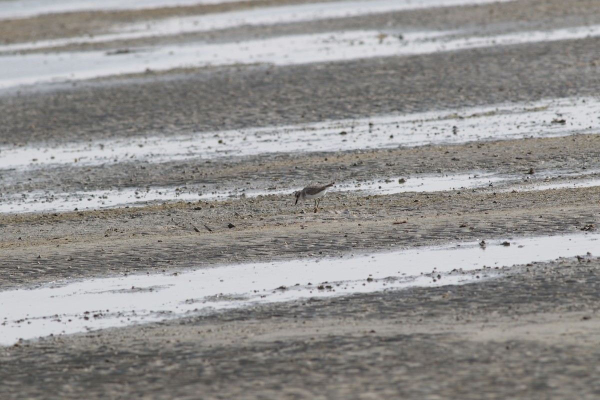 Tibetan Sand-Plover - ML647130151