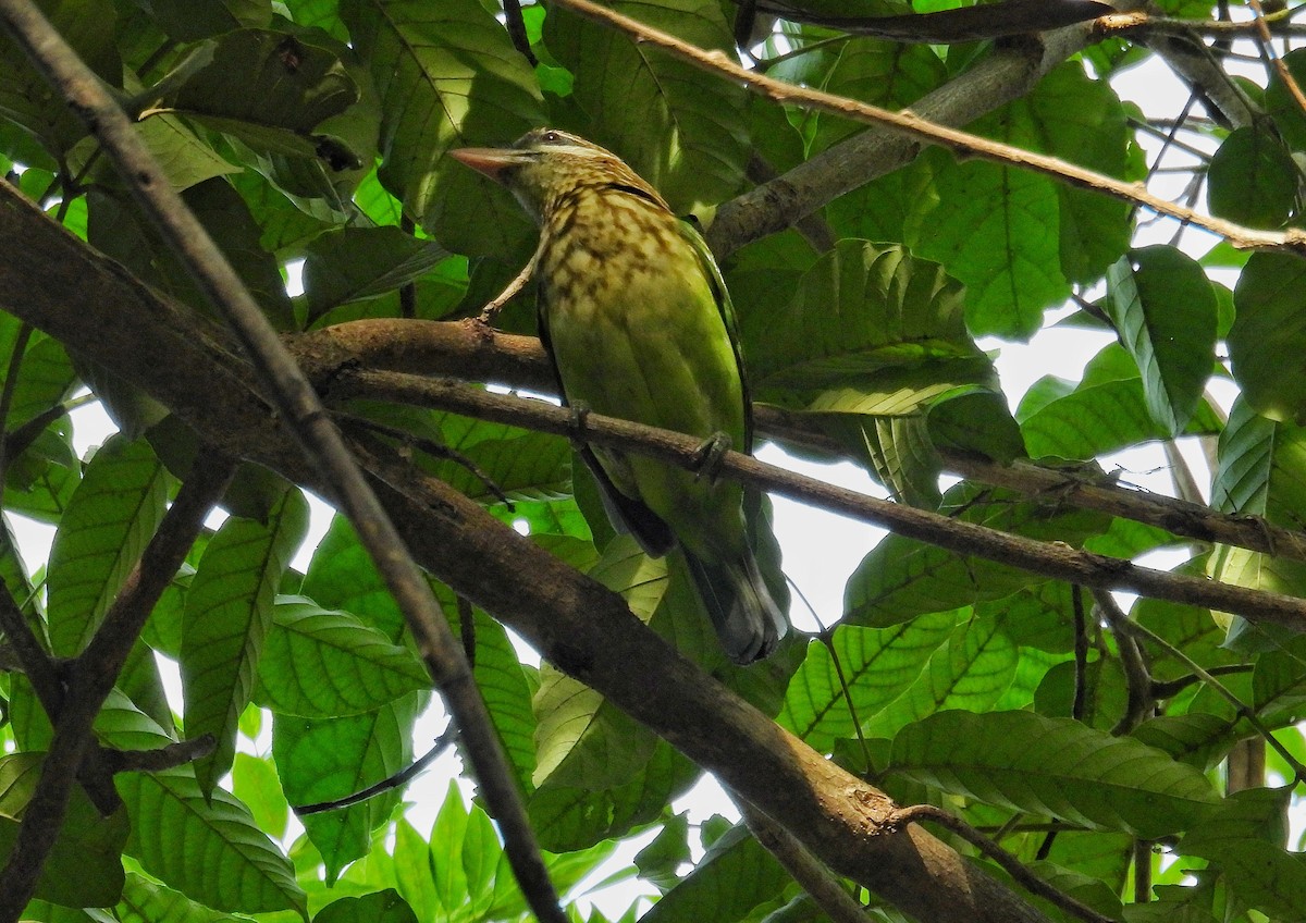 White-cheeked Barbet - ML647130152