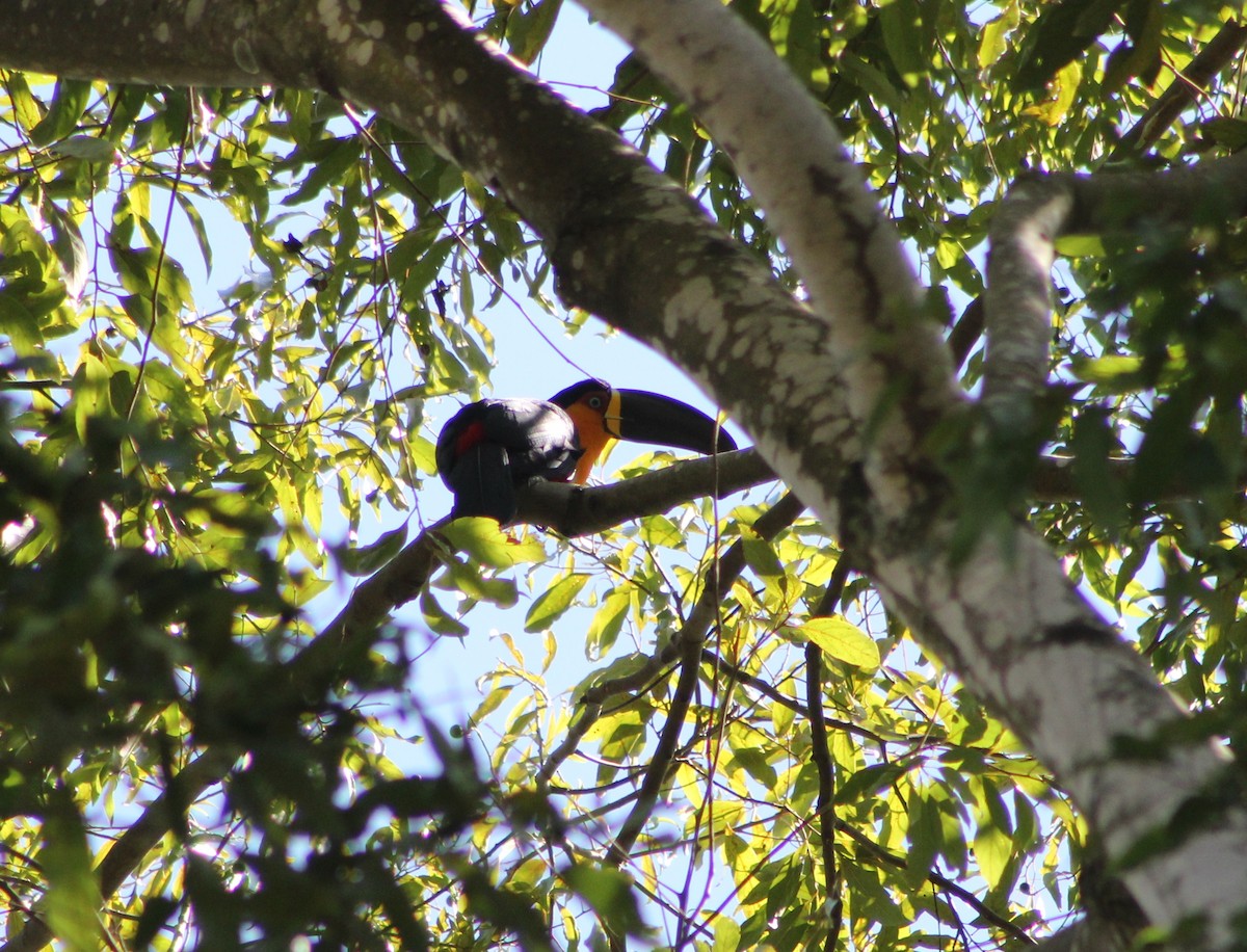 Channel-billed Toucan (Ariel) - ML647130153