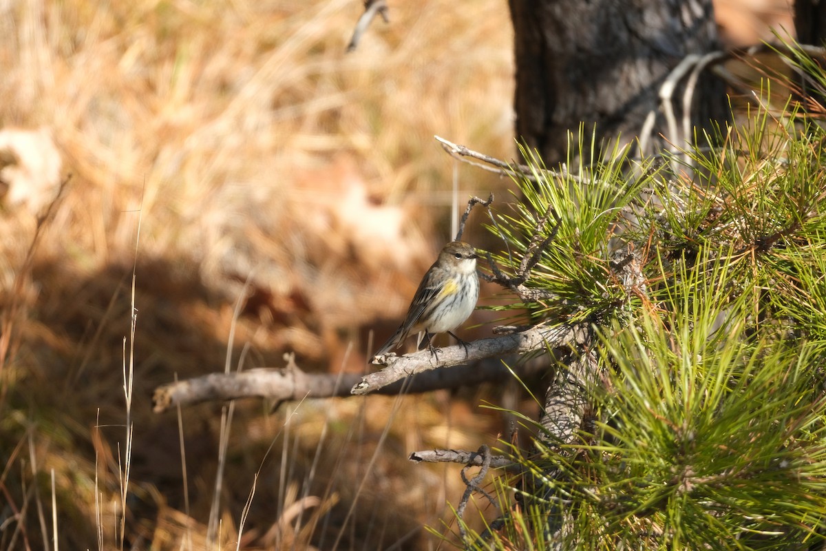 Yellow-rumped Warbler - ML647130158