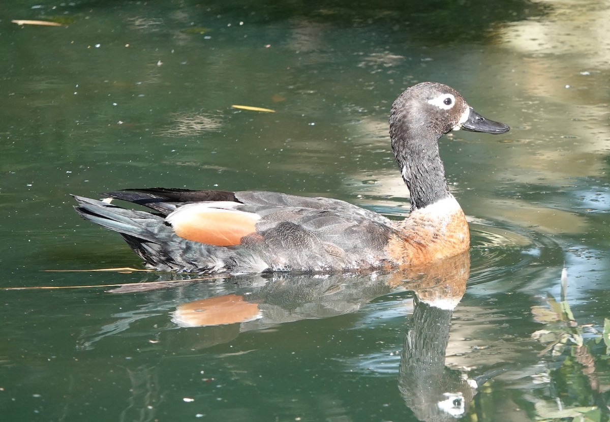 Australian Shelduck - ML647130166