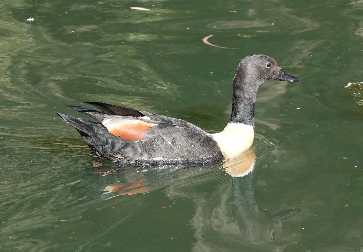 Australian Shelduck - ML647130167