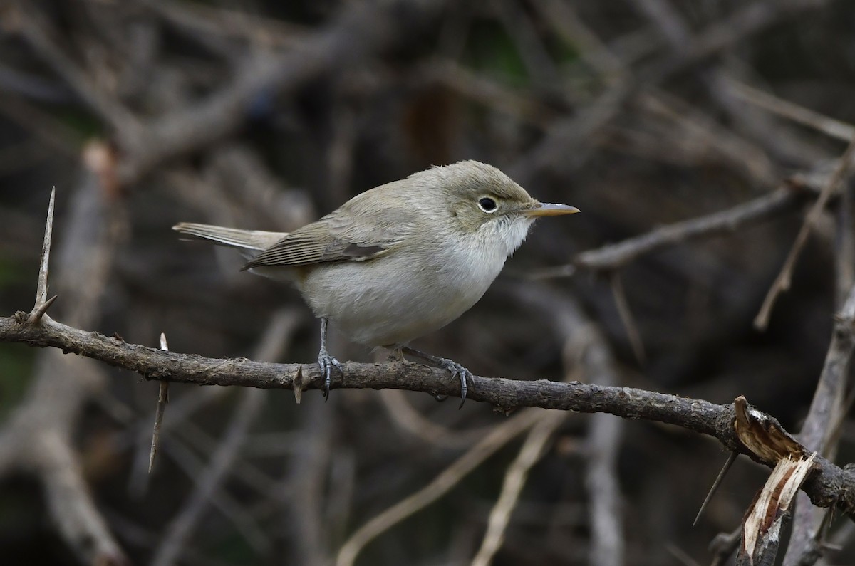 Western Olivaceous Warbler - ML647130182