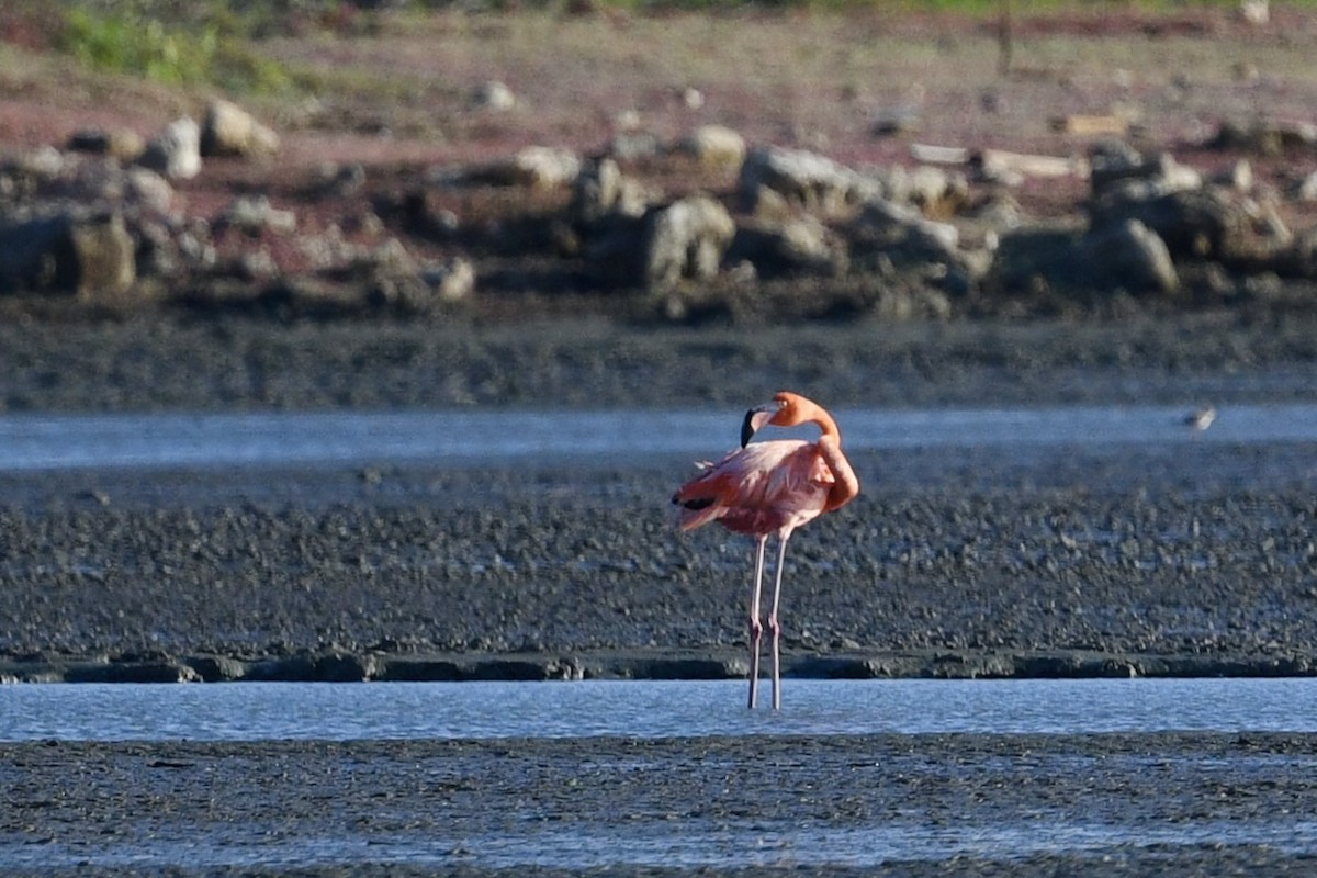 American Flamingo - ML647130188