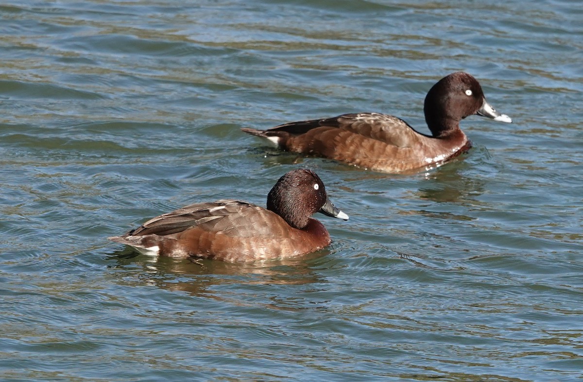 Hardhead - ML647130191