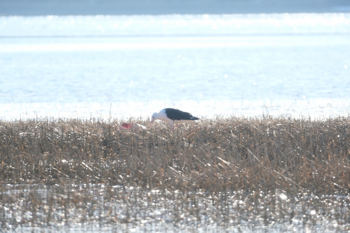 Great Black-backed Gull - ML647130192