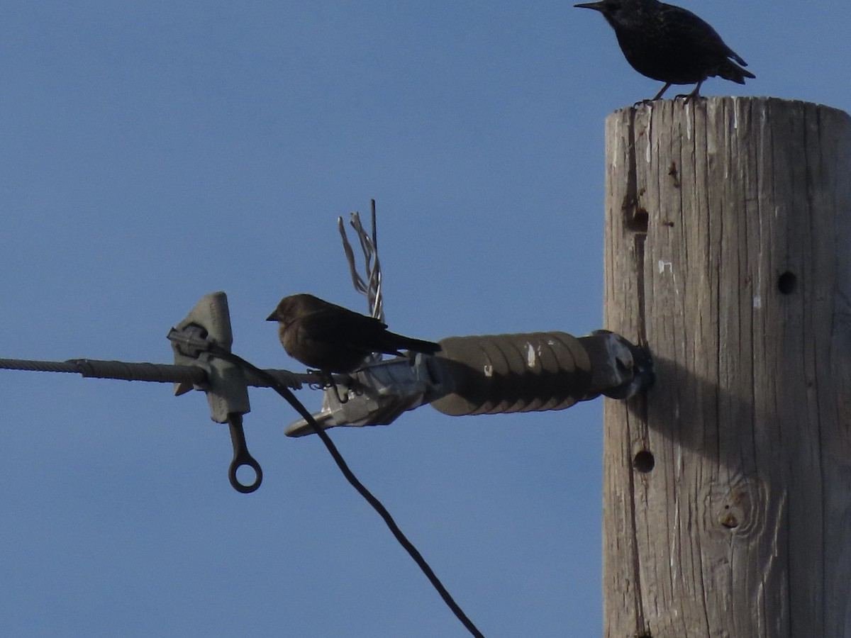 Brown-headed Cowbird - ML647130193
