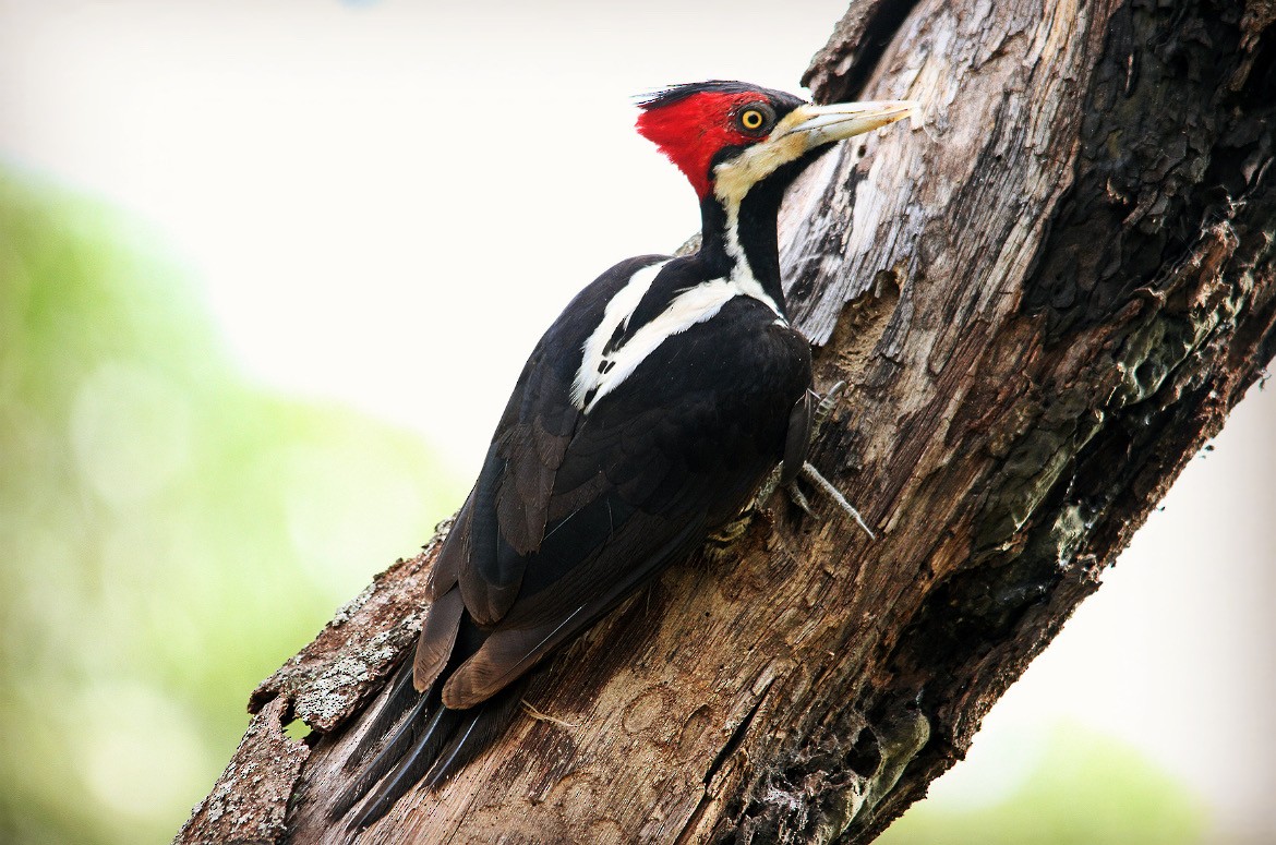 Crimson-crested Woodpecker - ML647130194
