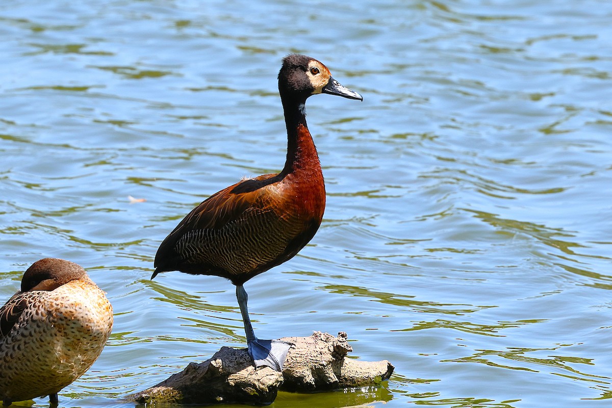 Белолицая древесная утка - ML647130196