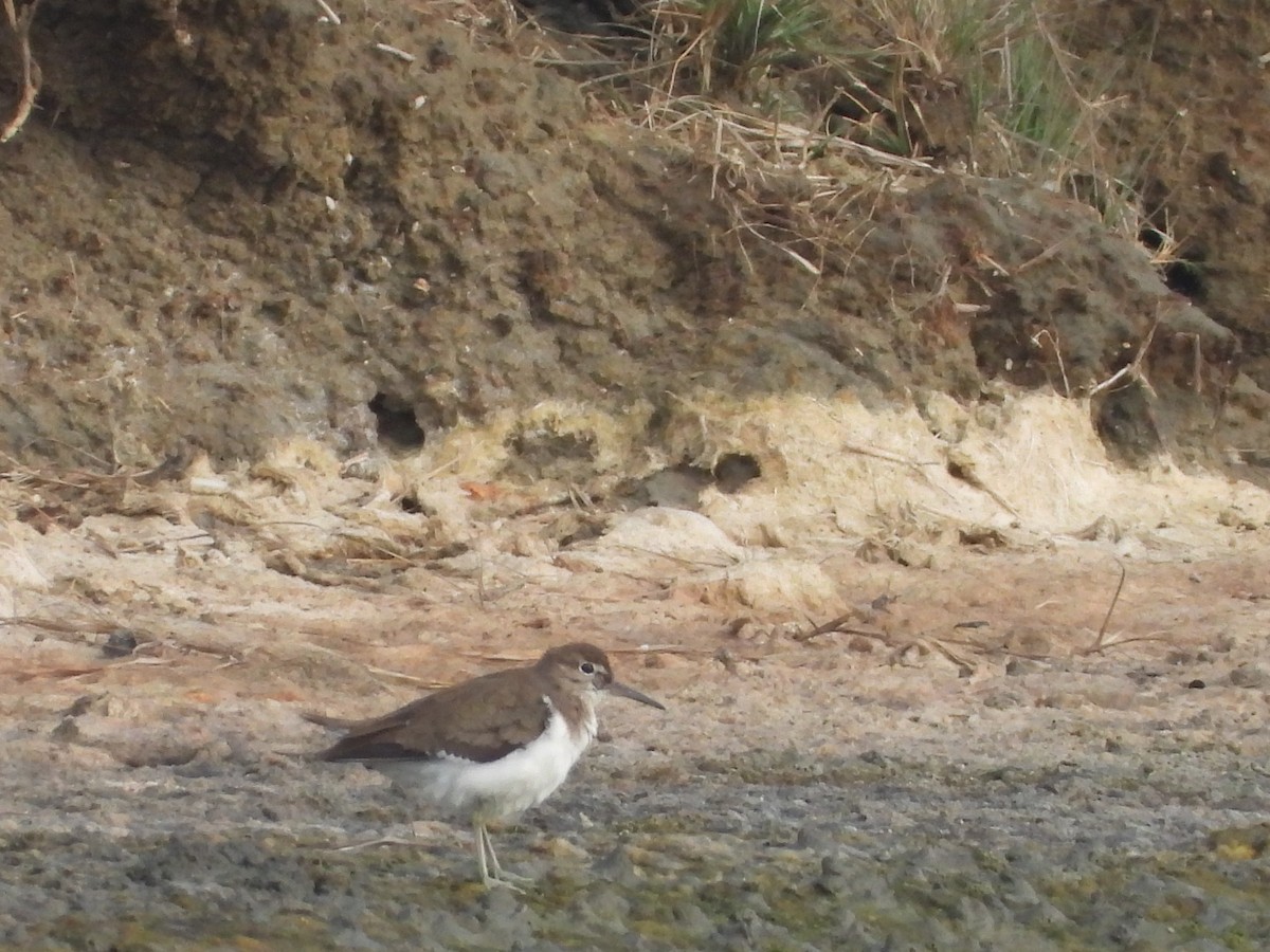 ביצנית לבנת-בטן - ML647130201