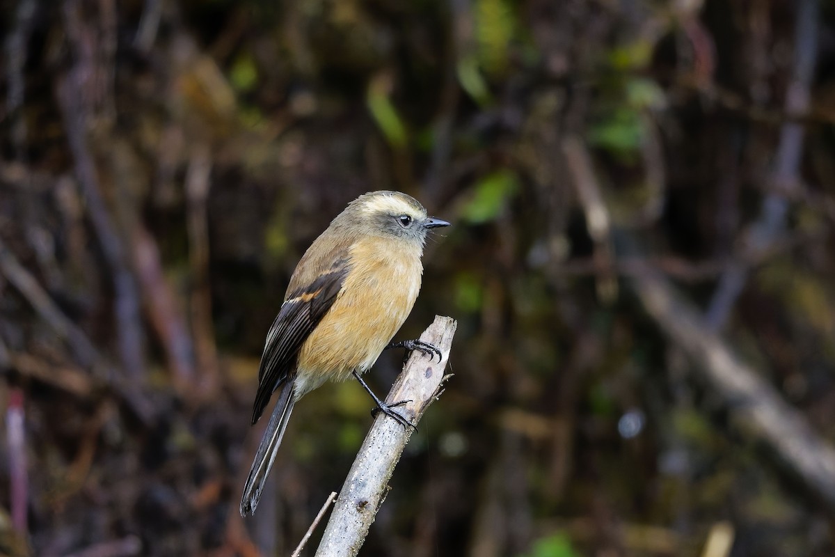 Brown-backed Chat-Tyrant - ML647130203