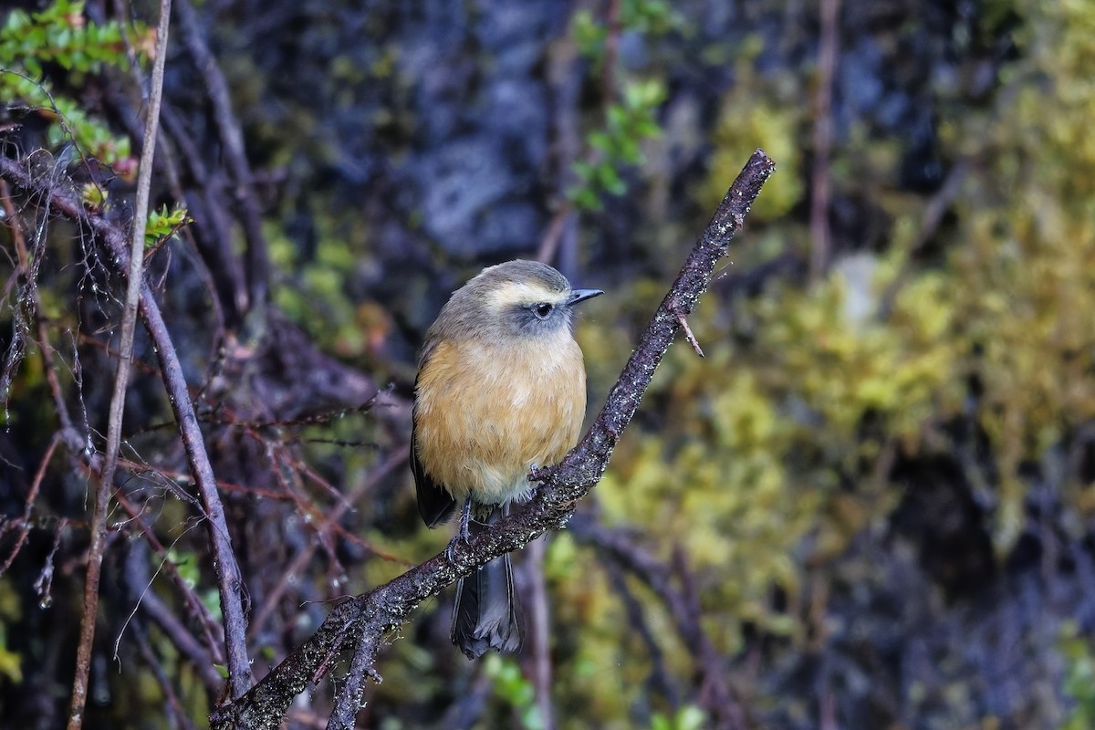 Brown-backed Chat-Tyrant - ML647130205